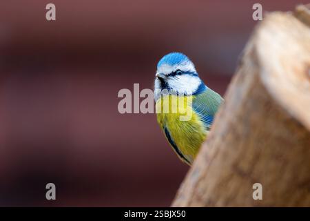 Bluetit versteckt sich hinter einem Stumpf (Cyanistes caeruleus) Stockfoto