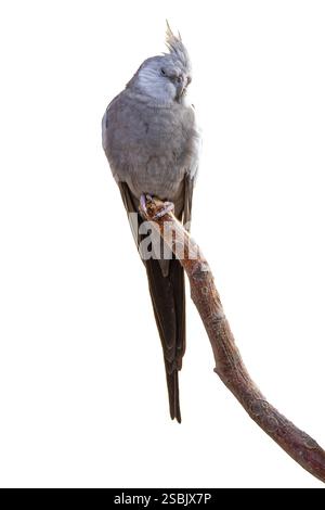 Kakatiel auf einem Zweig, Vogel isoliert über weißem Hintergrund (Nymphicus hollandicus) Stockfoto