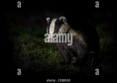 Badger sucht in der Nacht auf einem grasbewachsenen Feld in der Nähe von Maidstone, Kent, Großbritannien Stockfoto