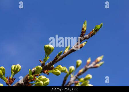 Knospen prunus avium, gemeinhin als Wildkirsche, Süßkirsche, Gänse oder Vogelkirsche bezeichnet. Budbreak. Frühling. Stockfoto