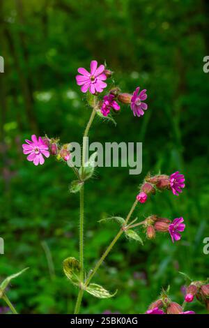 Silene dioica Melandrium rubrum, auch bekannt als roter campion und roter Katzenfliege, ist eine krautige Blütenpflanze der Familie Caryophyllaceae. Roter campion. Stockfoto