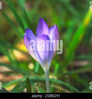 Nahaufnahme einer einzelnen, zarten, lavendelvioletten Krokusblüte, die aus dem Gras auftaucht. Der weiche Fokus auf das umgebende Grün betont den Fluss Stockfoto