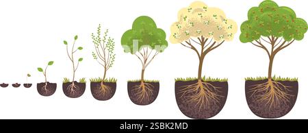 Pflanzenstufen. Bäume Lebenszyklus Infografik, Fruchtpflanzenwachstum von Keimung Samenblumen zu Äpfeln Ernte, Setzling wachsen Veränderung Wurzel im Boden klassische Vektor Illustration Original Kunstwerk Stock Vektor