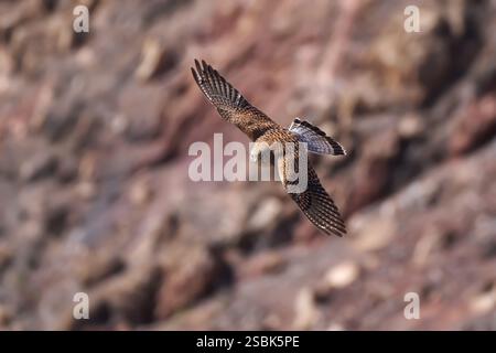 Fliegende Kestrel (Falco tinnunkulus) Weibchen mit gespreizten Flügeln Stockfoto