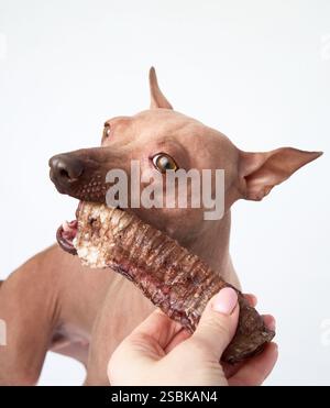 Ein amerikanischer Hairless Terrier kaut auf einem Leckerbissen und konzentriert sich dabei auf den Snack. Der Hund scheint seine Mahlzeit gründlich zu genießen. Stockfoto