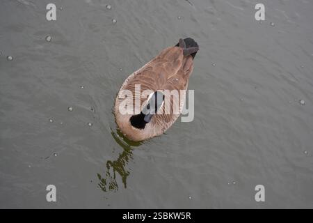 Kanadische Gans im Teich Stockfoto