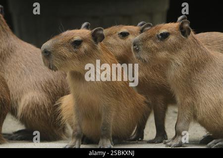 Am Morgen drängen sich Capybaras auf dem Boden Stockfoto