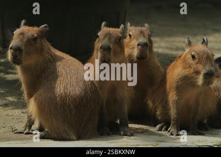 Am Morgen drängen sich Capybaras auf dem Boden Stockfoto