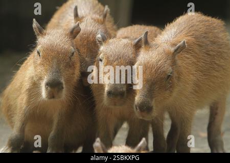Am Morgen drängen sich Capybaras auf dem Boden Stockfoto