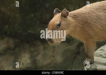 Am Morgen drängen sich Capybaras auf dem Boden Stockfoto