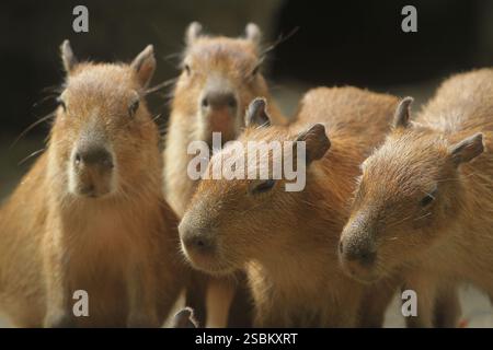Am Morgen drängen sich Capybaras auf dem Boden Stockfoto