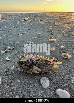 Ein toter Pufferfisch wurde an einem Strand auf Sanibel Island, Florida, gespült. Stockfoto
