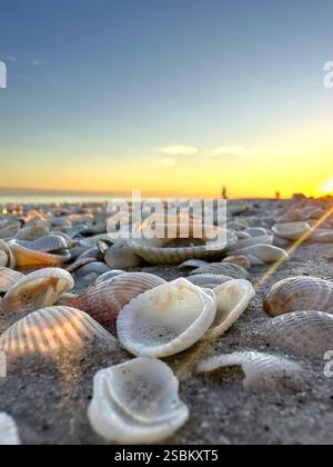 Muscheln am Strand bei Sonnenuntergang auf Sanibel Island in Florida. Stockfoto