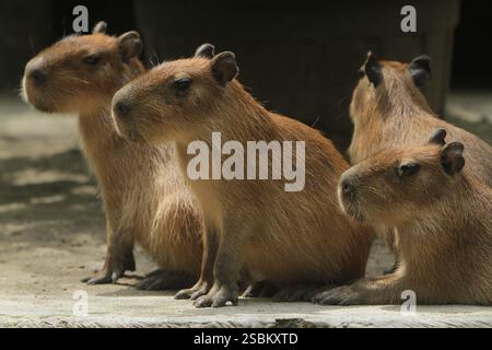 Am Morgen drängen sich Capybaras auf dem Boden Stockfoto