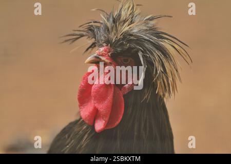 Nahaufnahme eines Hahngesichts Stockfoto