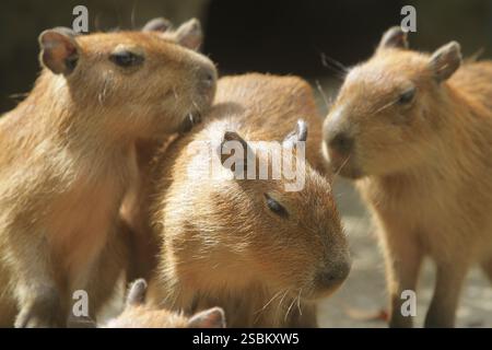 Am Morgen drängen sich Capybaras auf dem Boden Stockfoto