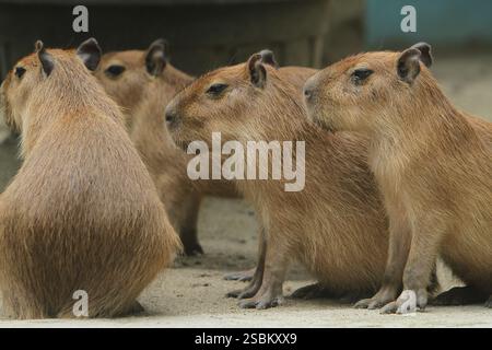 Am Morgen drängen sich Capybaras auf dem Boden Stockfoto