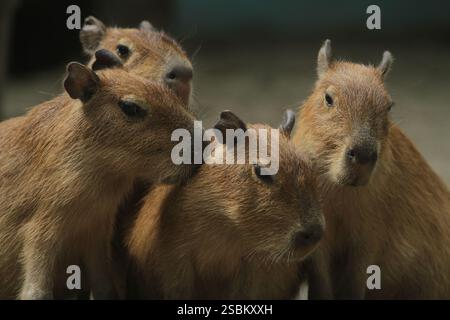 Am Morgen drängen sich Capybaras auf dem Boden Stockfoto
