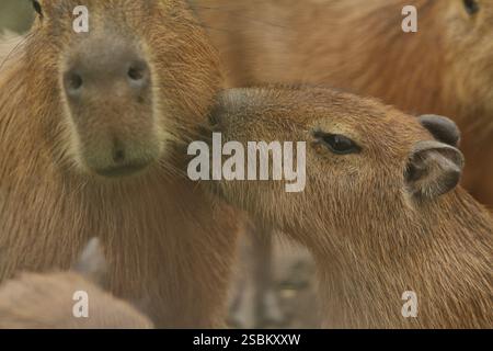 Am Morgen drängen sich Capybaras auf dem Boden Stockfoto