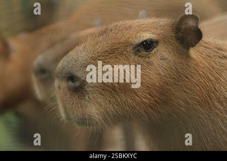Am Morgen drängen sich Capybaras auf dem Boden Stockfoto
