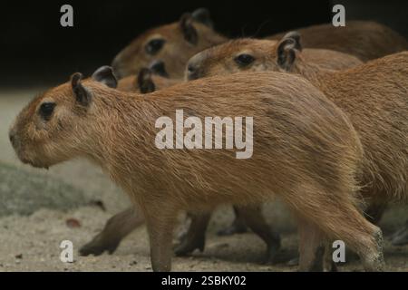 Am Morgen drängen sich Capybaras auf dem Boden Stockfoto