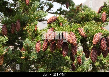Engelmann-Fichte (Picea engelmannii) Kegel auf einem Baum in den Beartooth Mountains, Montana Stockfoto