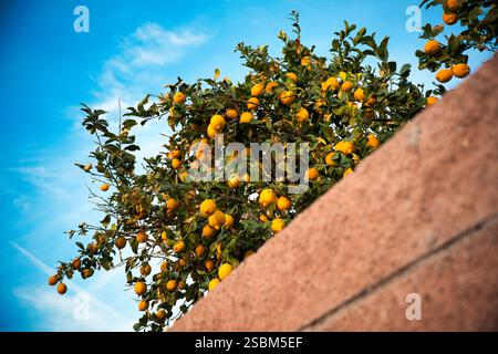 Lebhafter Zitronenbaum Gegen Klaren Blauen Himmel Stockfoto