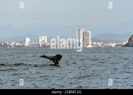 Szenen aus dem Hafen von Mazatlán, Sinaloa, Mexiko Stockfoto