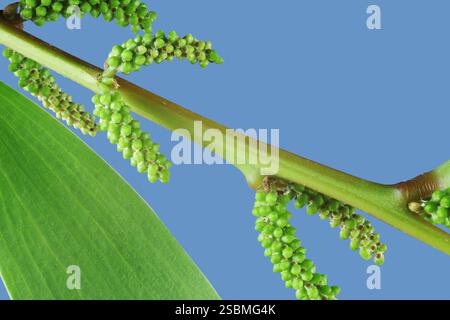 Isolierter Stamm von Coastal Wattle (Acacia sophorae) in Bud, South Australia Stockfoto