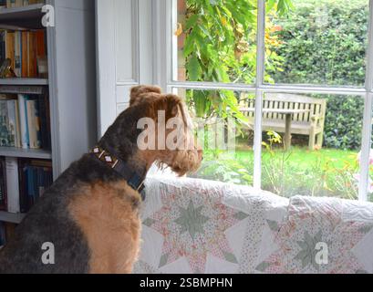 Dog Airedale Terrier bewacht das Haus und schaut durch das Fenster. Stockfoto