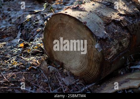 Nahaufnahme eines gesägten Stammes auf dem Boden im Wald Stockfoto