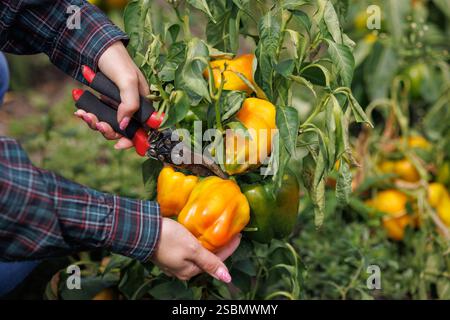 Eine Person, die Paprika aus einer Pflanze in einem Garten erntet. Die Paprika sind leuchtend gelb und grün, und die Person schneidet mit einer Gartenschere Stockfoto