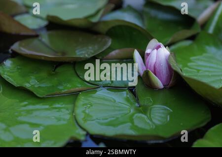 Zwei wunderschöne Seerosen blühen auf einem ruhigen Teich, umgeben von grünen Lilienpads und Wassertröpfchen, die eine ruhige natürliche Szene schaffen. Stockfoto