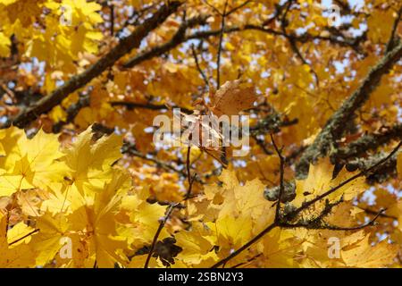 Ahornblätter, die zu Boden gefallen sind, während ein Baum mit gelben Blättern im Hintergrund zu sehen ist. Stockfoto