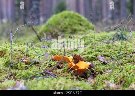 Mehrere Pilze wachsen auf einem verfaulenden Baumstamm, der mit Moos bedeckt ist. Stockfoto
