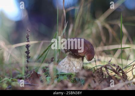 Ein brauner Pilz mit einer dunklen Kappe und einem weißen Stiel, der im Wald zwischen Gras und Blättern wächst. Stockfoto