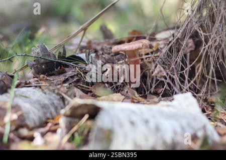 Ein Pilz mit brauner Kappe und weißem Stiel, der auf dem Boden im Wald zwischen Ästen und Blättern wächst. Stockfoto