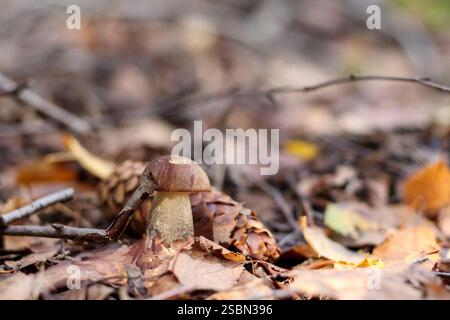 Ein einzelner brauner Pilz, der auf dem Boden zwischen Bäumen und Blättern wächst. Stockfoto
