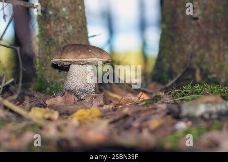 Ein brauner Pilz mit einem weißen Stiel, der im Wald zwischen Bäumen und Blättern wächst. Stockfoto