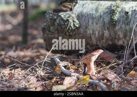 Ein brauner Pilz, der auf dem Boden in der Nähe eines Birkenstamms wächst, wo es viele gefallene Blätter gibt. Stockfoto