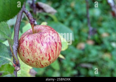 Bunte Äpfel hängen an einem Baum zwischen Ästen und Blättern. Stockfoto