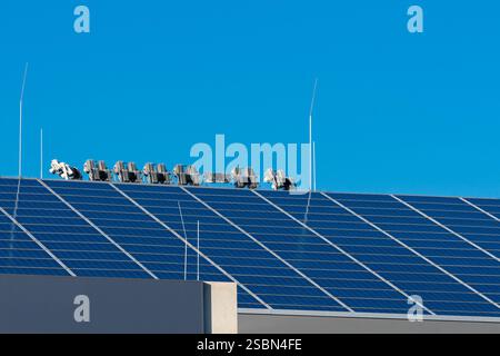 Auf dem Dach sind helle Solarpaneele installiert, die Sonnenlicht effektiv in Energie umwandeln. Der klare blaue Himmel bietet optimale Bedingungen für die Sonne Stockfoto