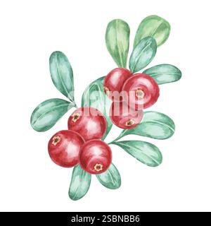 Preiselbeerzweige mit leuchtenden roten Beeren und weichen grünen Blättern in Aquarellillustration. Preiselbeerzweige ideal für die Erstellung von saisonalen Karten, Logos und festlichen Produktdesigns Stockfoto
