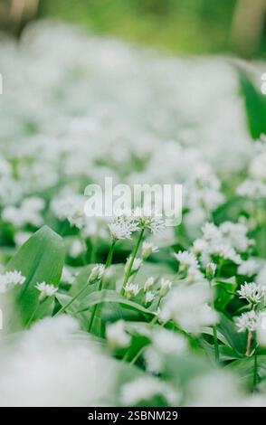 Ein Feld weißer Blumen mit grünen Blättern. Die Blüten sind im ganzen Feld verstreut, wobei einige näher am Vordergrund und andere weiter hinten liegen Stockfoto