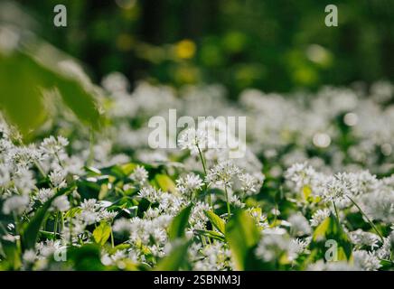 Ein Feld weißer Blumen mit grünen Blättern. Die Blüten sind im ganzen Feld verstreut, wobei einige näher am Vordergrund und andere weiter hinten liegen Stockfoto