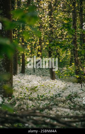 Ein Wald mit vielen Bäumen und vielen weißen Blumen. Die Blumen sind über den Boden verstreut Stockfoto