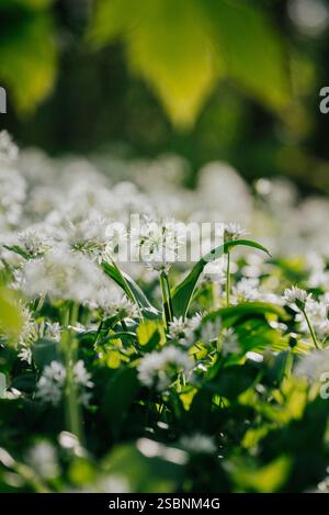 Ein Feld weißer Blumen mit grünen Blättern. Die Blüten sind im ganzen Feld verstreut, einige im Vordergrund und andere im Hintergrund Stockfoto