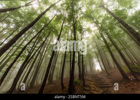 Polen, Präkarpaten, Ustrzyki Górne, Bieszczady Nationalpark, Wandern im Unterholz eines Buchenwaldes im Morgennebel Stockfoto