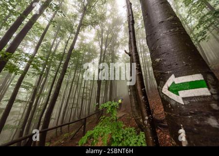 Polen, Präkarpaten, Ustrzyki Górne, Bieszczady Nationalpark, Wandern im Unterholz eines Buchenwaldes im Morgennebel Stockfoto