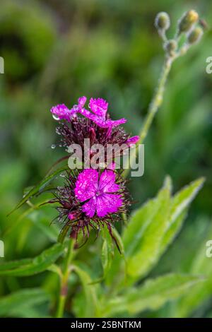 Polen, Präkarpaten, Ustrzyki Górne, Nationalpark Bieszczady, Karthäusernelken (Dianthus carthusianorum), getränkt im Morgentau in der Schutzhütte Połoniny Wetlińska, Berehy Górne Trail (Brzegi Górne) Stockfoto